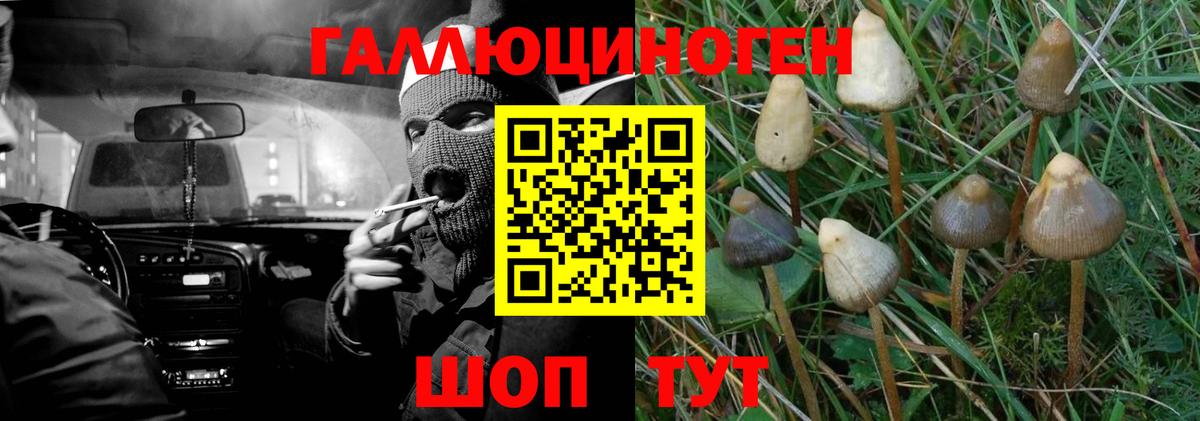 Псилоцибиновые грибы GOLDEN TEACHER Волгоград